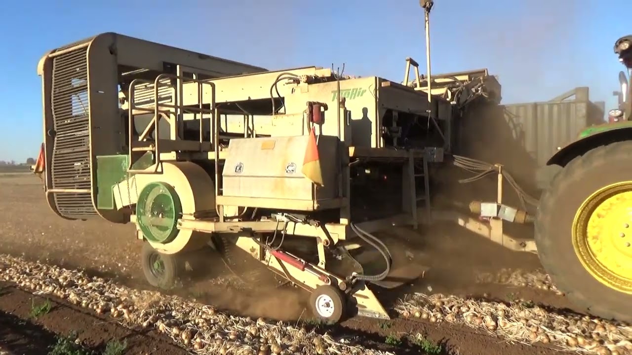 Melton Vale Onion Harvest 2026 Part 1