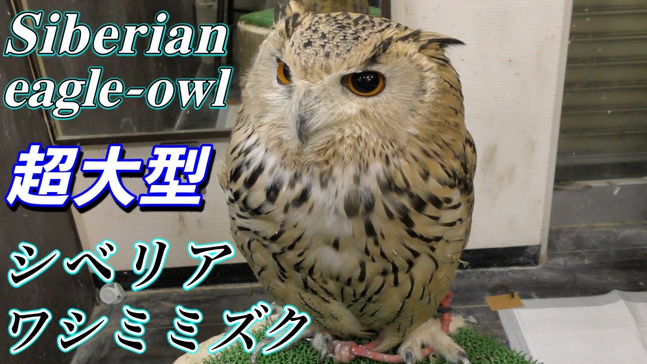 【フクロウ】シベリアワシミミズクの生態〜超大型！ 野生に敵なしの最強猛禽類〜（Siberian eagle-owl）