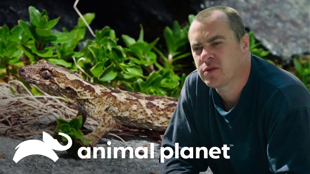 Lagarto  gecko: un sobreviviente extremo | Dinosaurios Modernos | Animal Planet