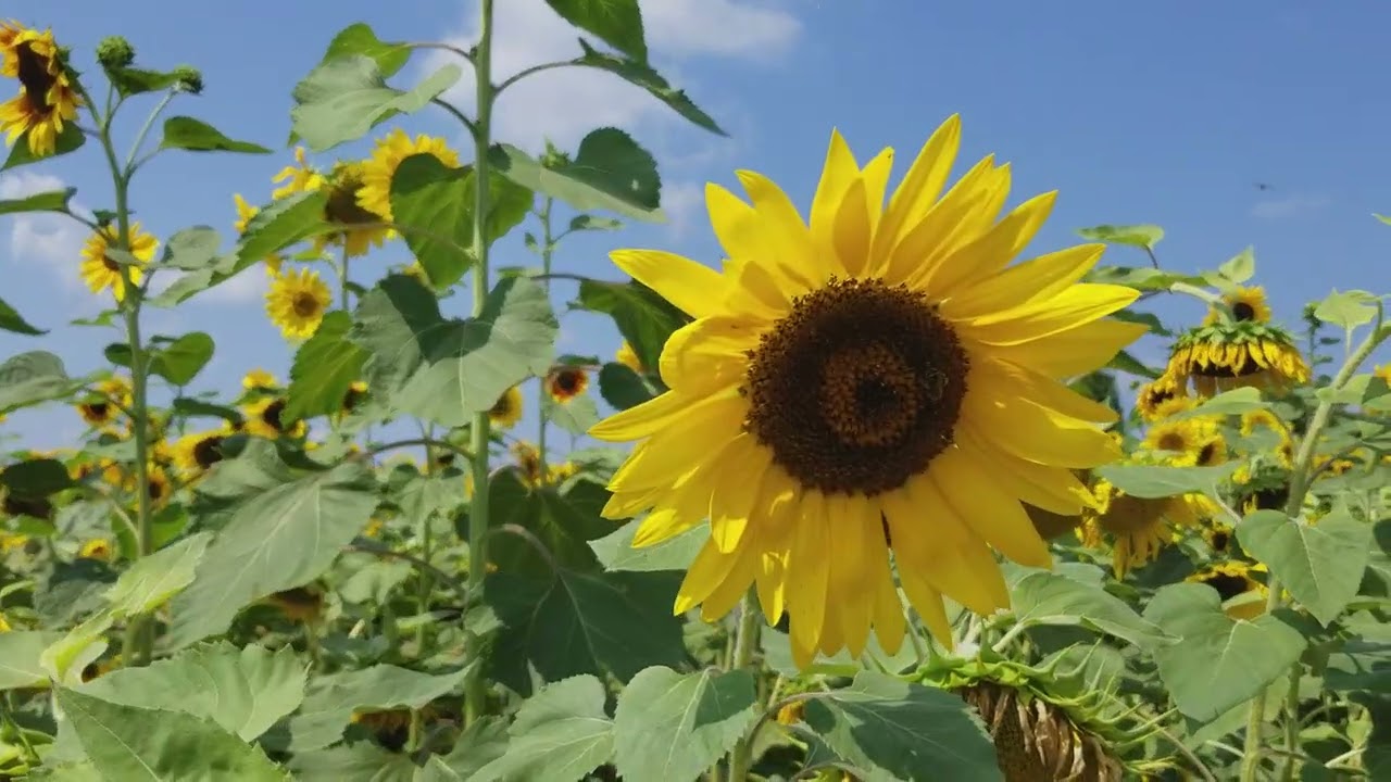 Sunflowers at Sanborn, NY