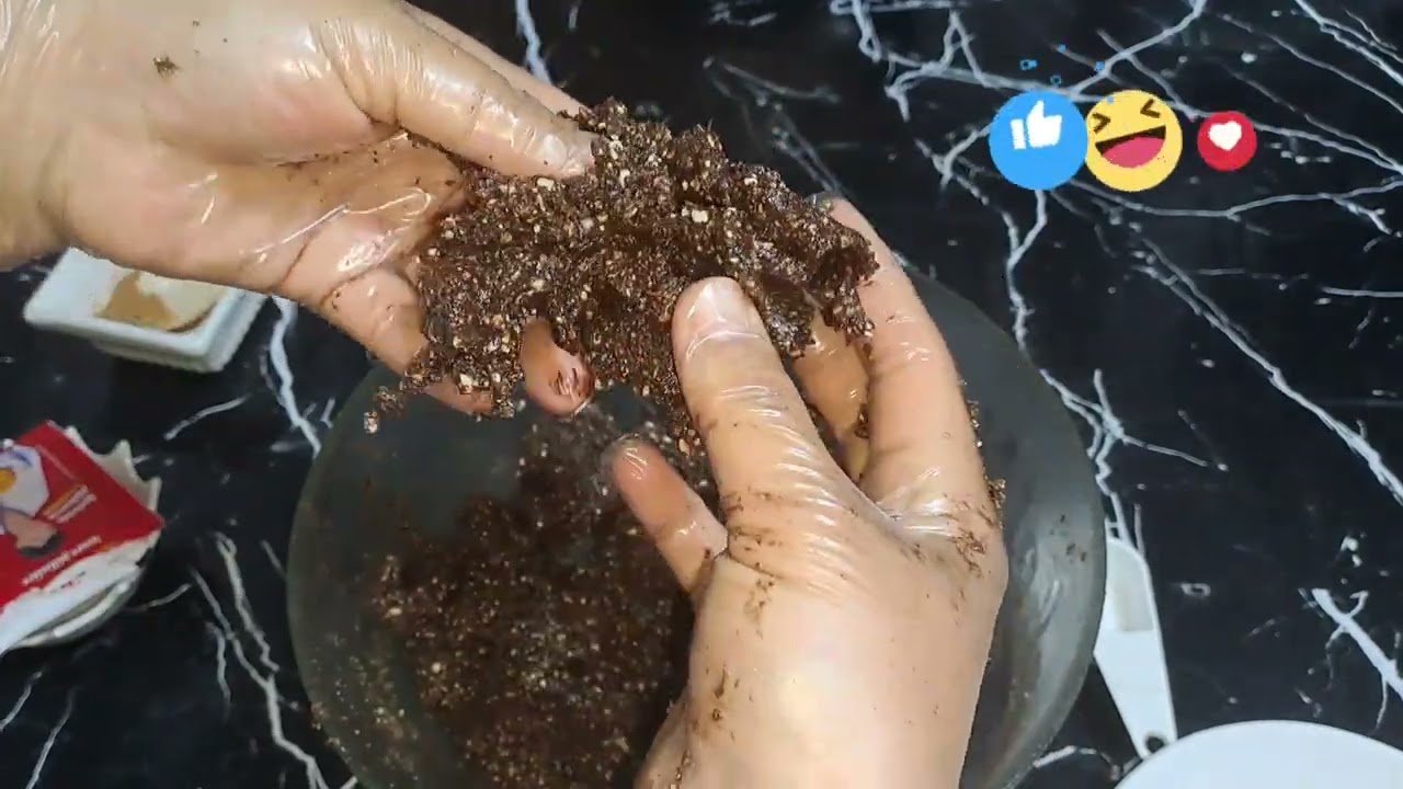 غريبة او معالك بكاوكاو وهرنيس بدوني دقيقة سهلا التحضير  ومداق ياسلام 😋👌