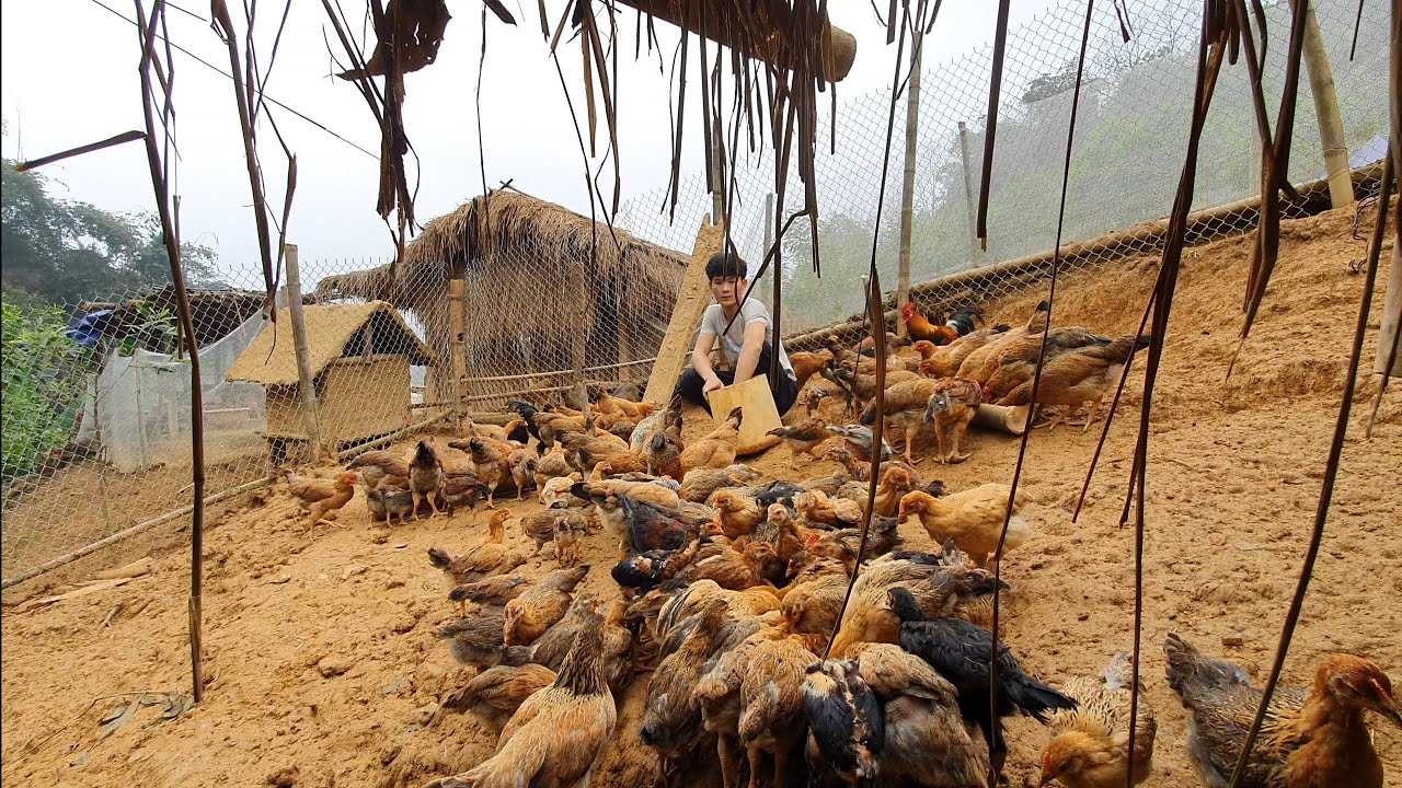 Set up a Chicken Farm in the Forest, Add 200 chickens, Building Life, Episode 99