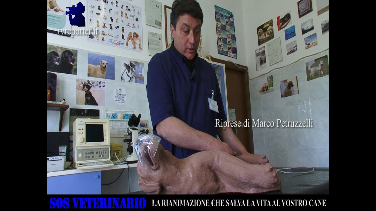 LA RIANIMAZIONE CHE SALVA LA VITA DEL VOSTRO CANE -SOS VETERINARIO