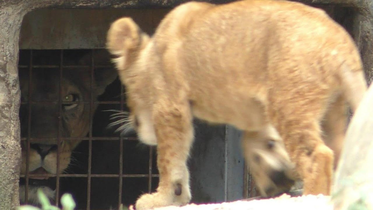 ライオンの赤ちゃん（クレイ君）を見守る母親のさくら♡♥とべ動物園にて