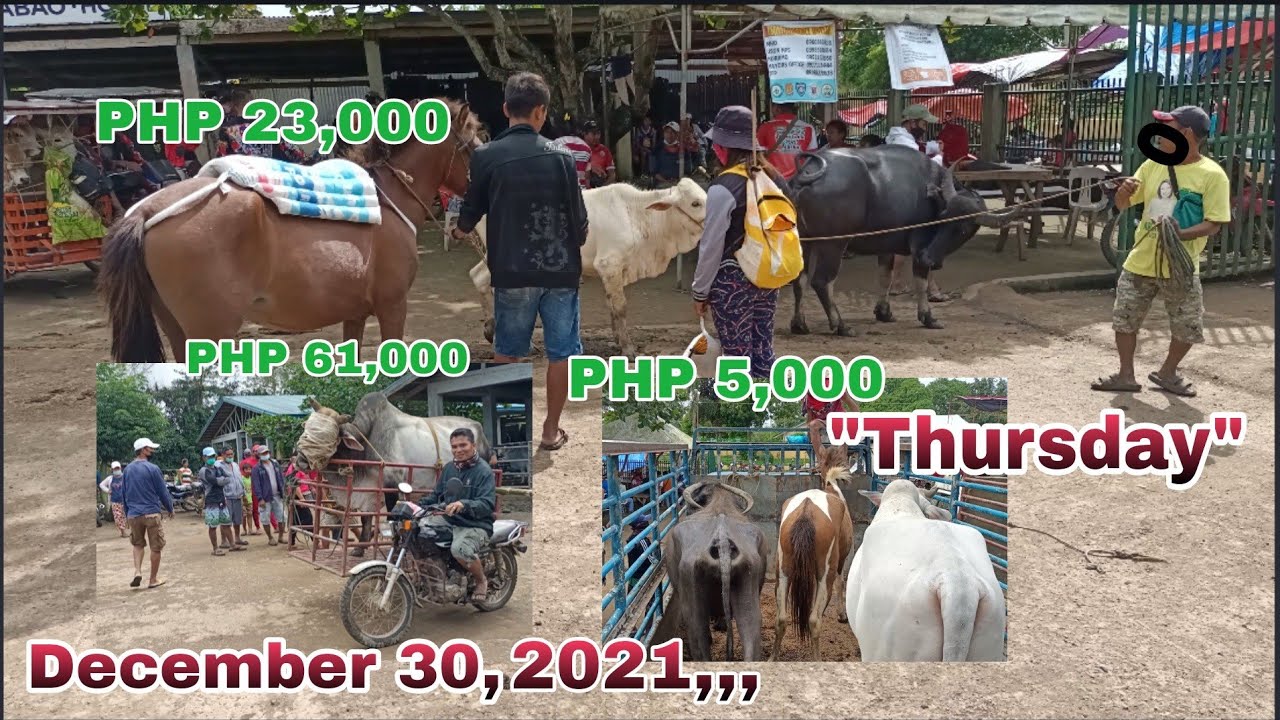 Presyo ng Baka, Kalabaw at Kabayo / Oksyon Market Delcarmin, Uson Masbate - December 30, 2021.