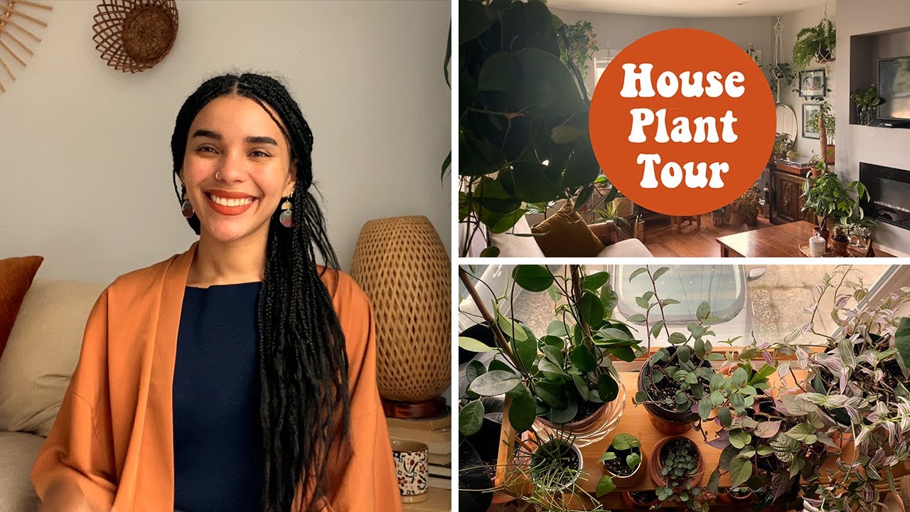 My House Plant Tour
