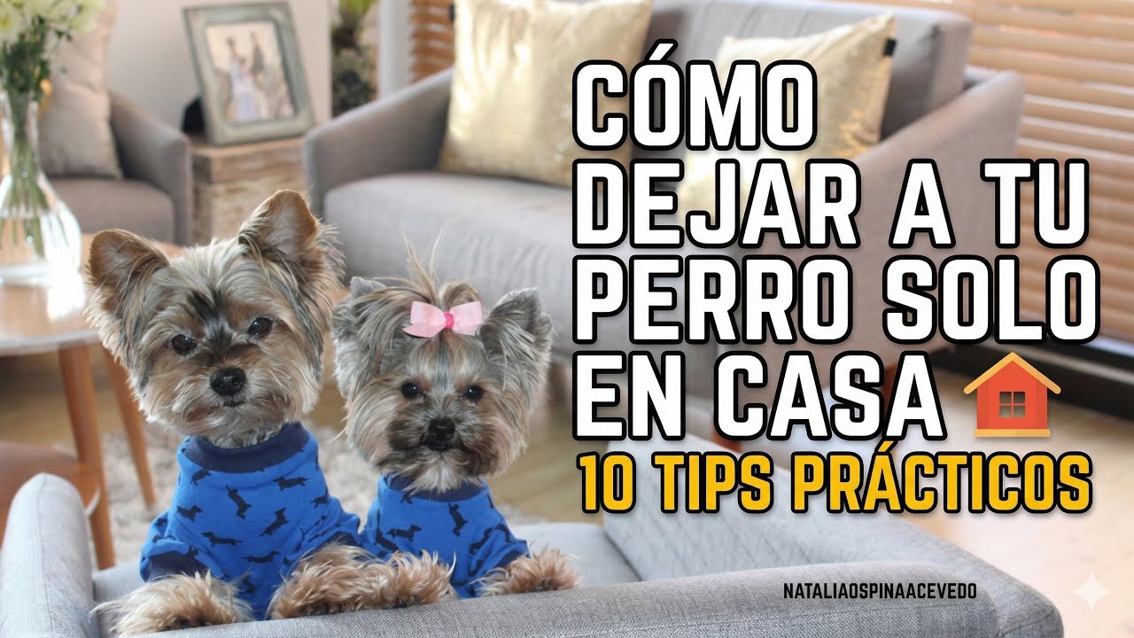 Como dejar a tu perro solo en casa-Tips by Natalia Ospina