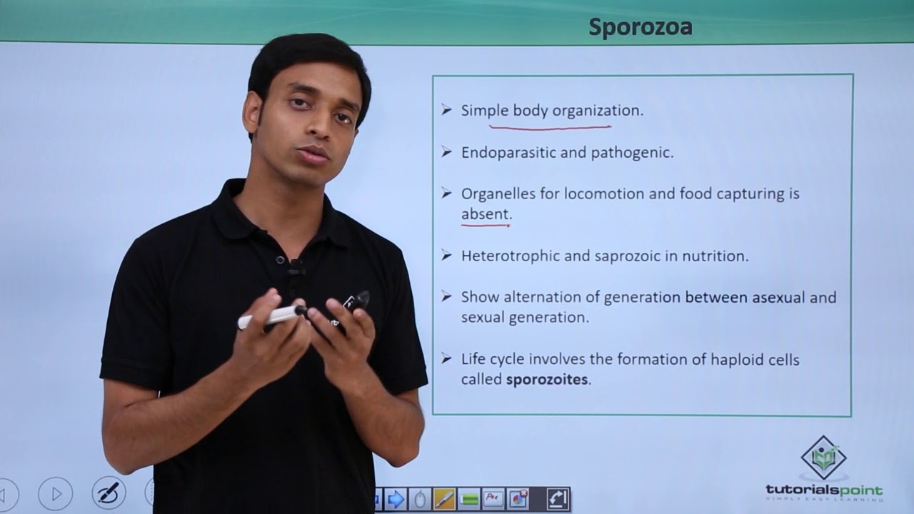 Class 11th – Protozoans – Sporozoa | Biological Classification | Tutorials Point