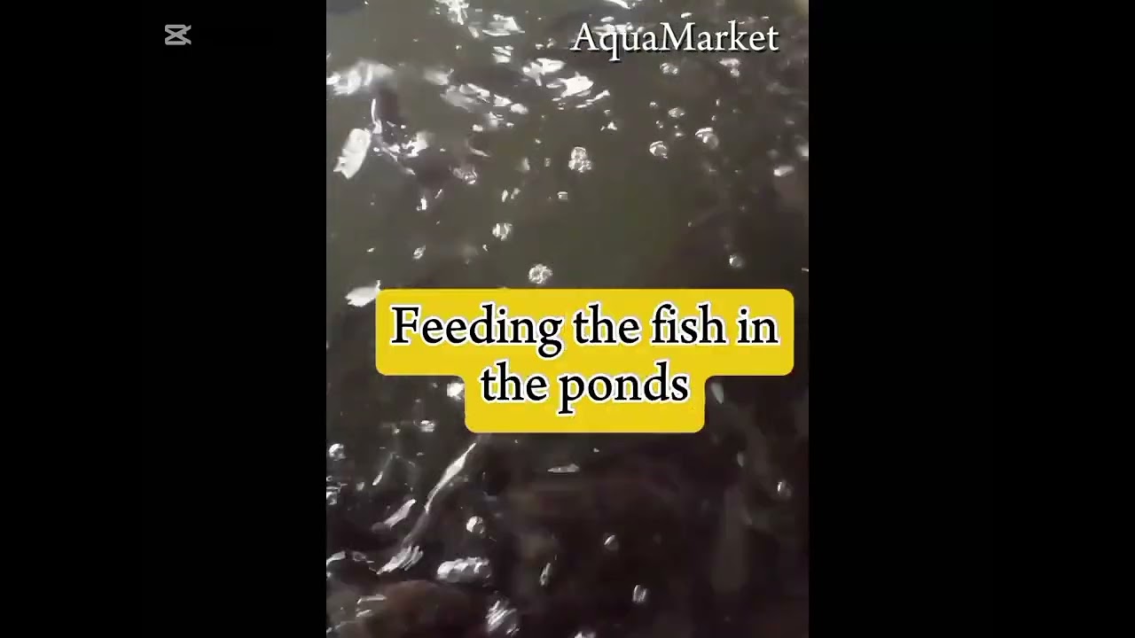 Major Daily Routine In Fish Farme. #fish #catfishfarming #catfishfish #catfishfarm #fishspecies