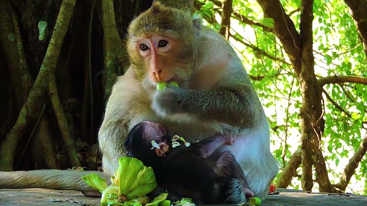 Sweetie Action Of Cutest Piggy Baby Monkey Get Milk