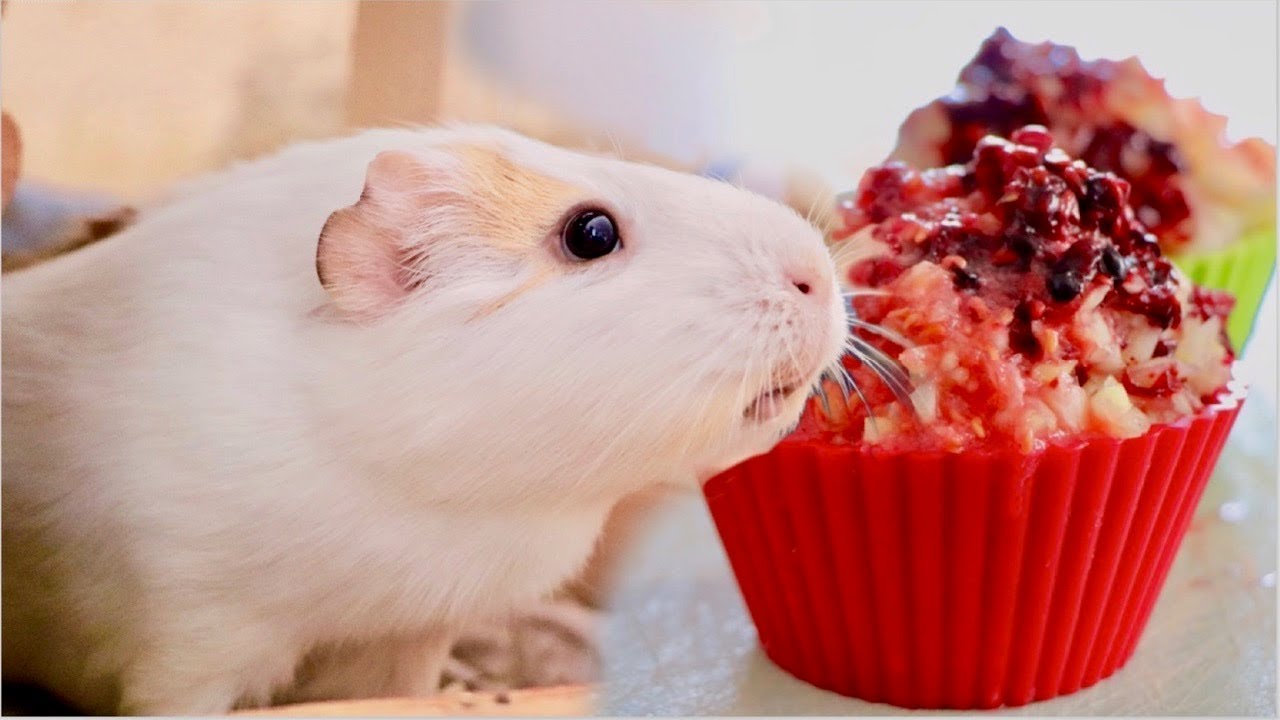 Snow Cones for Guinea Pigs
