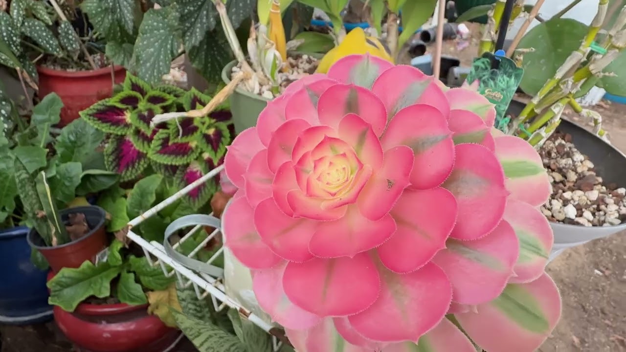 Jardin Para Mama les desea un feliz año nuevo.