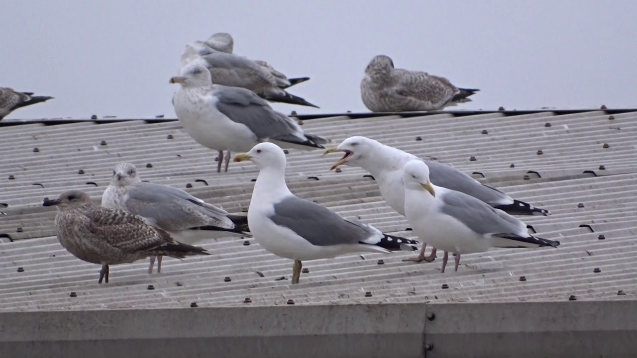 Yellow-legged Gull (4th winter) - Glasgow - 05/02/2020