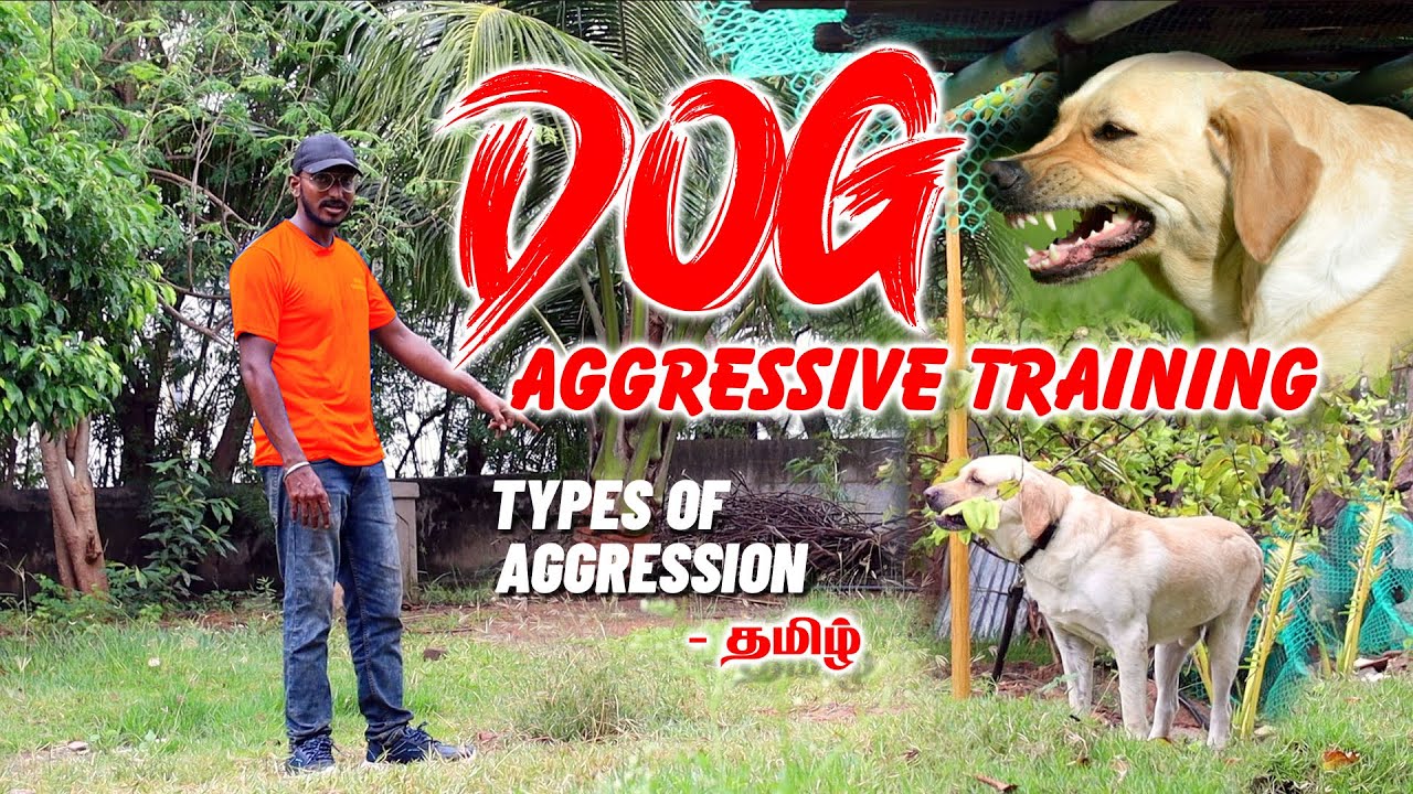 Dog Aggressive Training | Aggressive Dog | Aggressive Dog Barking | How to Solve Dog Aggression