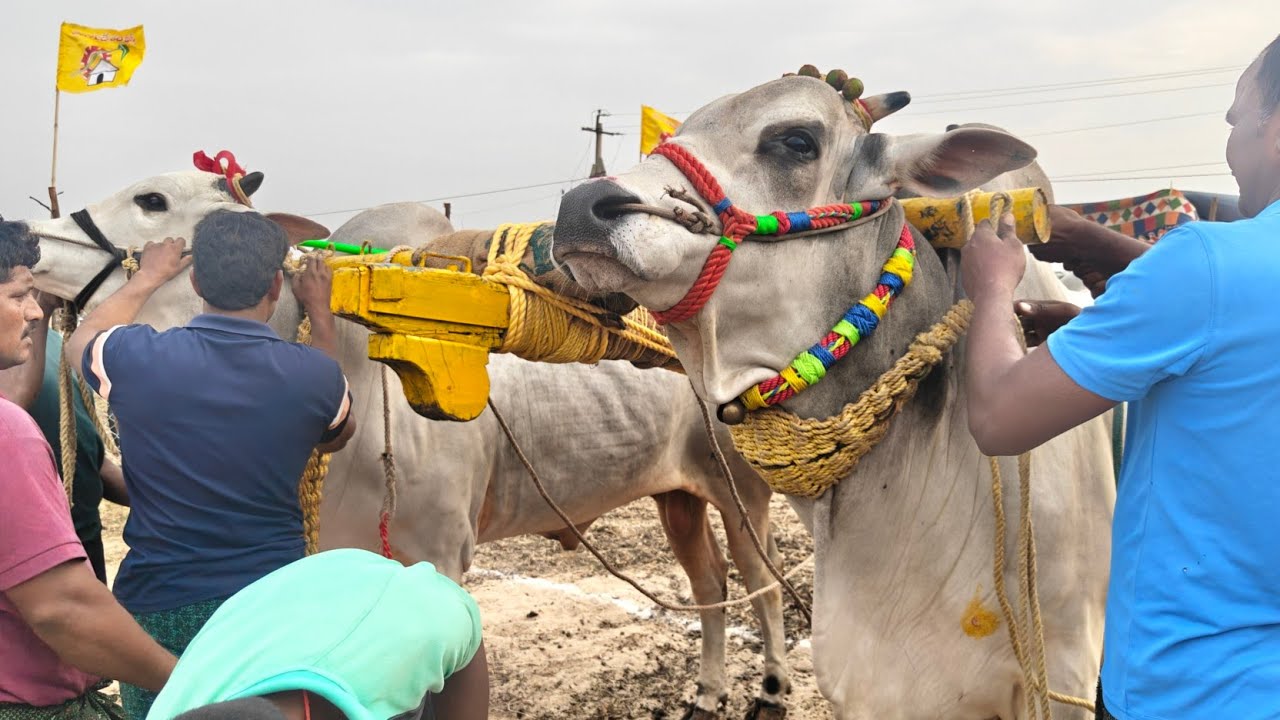ఆకునూరు పూటి న్యూ జూనియర్స్ 3వ KSR BULLS COMIND చందన. వీరేశ్వరావు గారు