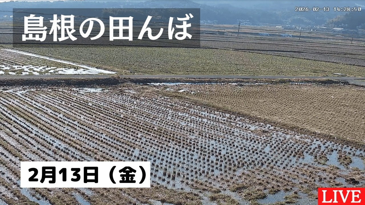 【2026/2/13】田んぼの様子をライブ配信！２４時間いつでも確認できます！｜自然 田舎 緑 癒し 島根県 八なお米穀店（はなお）