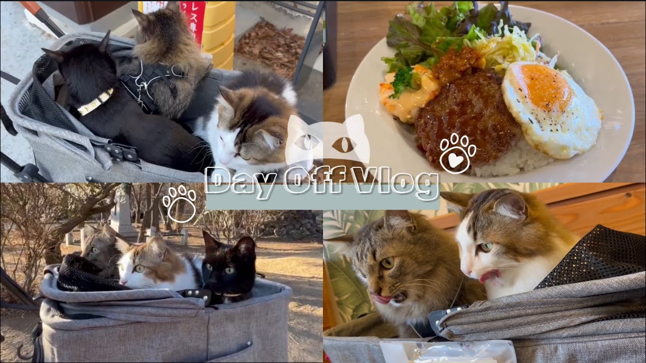 【Vlog】久しぶりのお出かけにワクワクの猫たち
