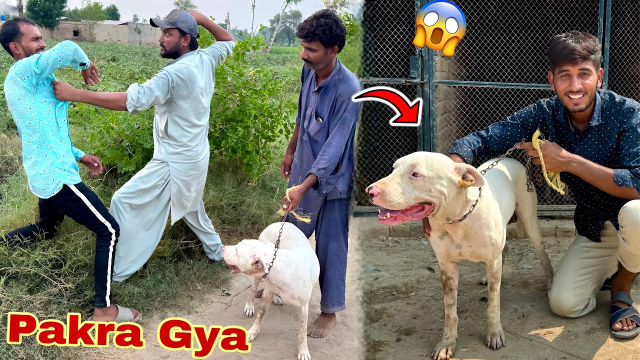 Talha Ghouri's Gabbar dog is stolen, Hamza the hunter is caught 😱