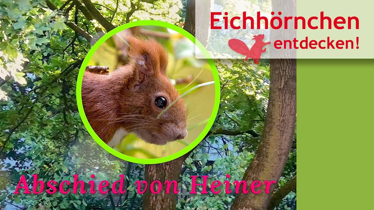Abschied von Eichhörnchenmann Heiner