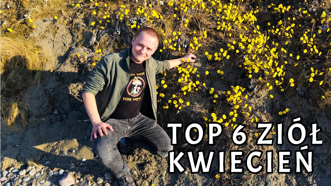 Dary natury: TOP 6 ZIÓŁ, które należy znać w KWIETNIU