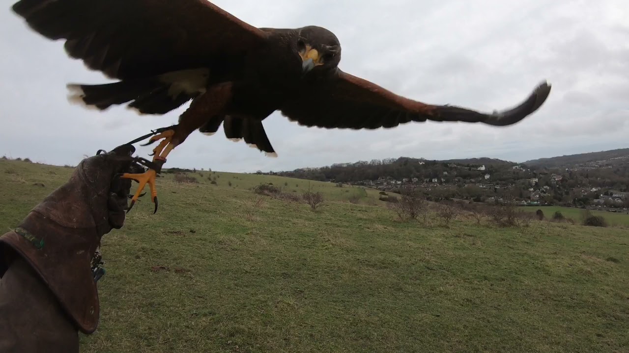 HARRIS HAWK, UNDERSTANDING HOW MUCH DAILY FEED to maintain weight
