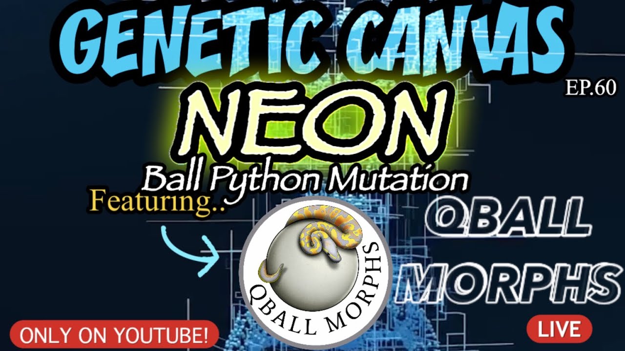 GENETIC CANVAS- NEON Ball Python Mutation Ft. QBALL MORPHS -EP59