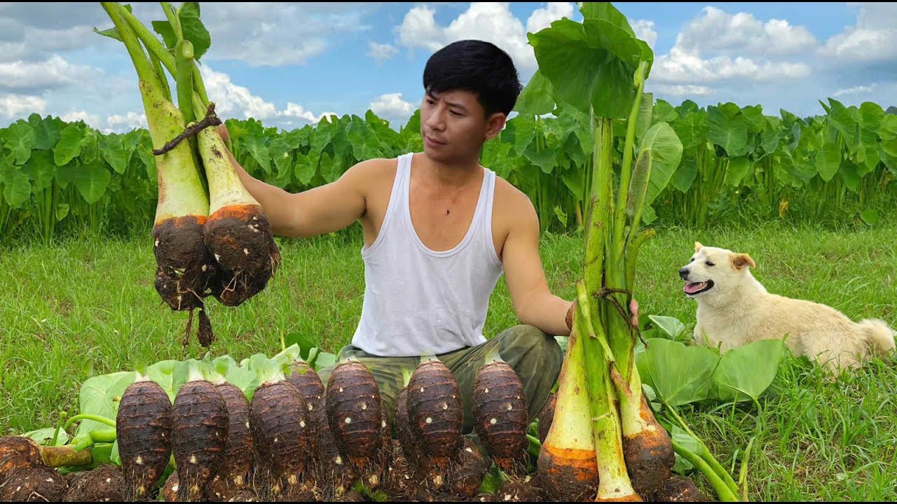 Surprised with the traditional way of cooking taro_ Ancient flavor in the mountains and forests!