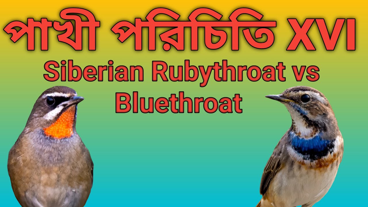 Siberian Rubythroat vs Bluethroat | Don’t Get Confused Again!