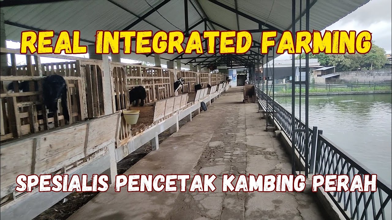 BANTING SETIR‼️dari KAMBING KONTES ke KAMBING PERAH, UNTUNG BERLIMPAH
