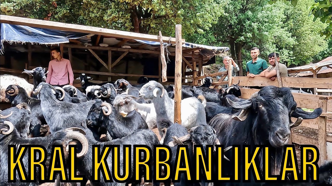 2024 KURBANLIK FİYATLARI /  BİRBİRİNDEN KALİTELİ HAYVANLAR  VAR !!!