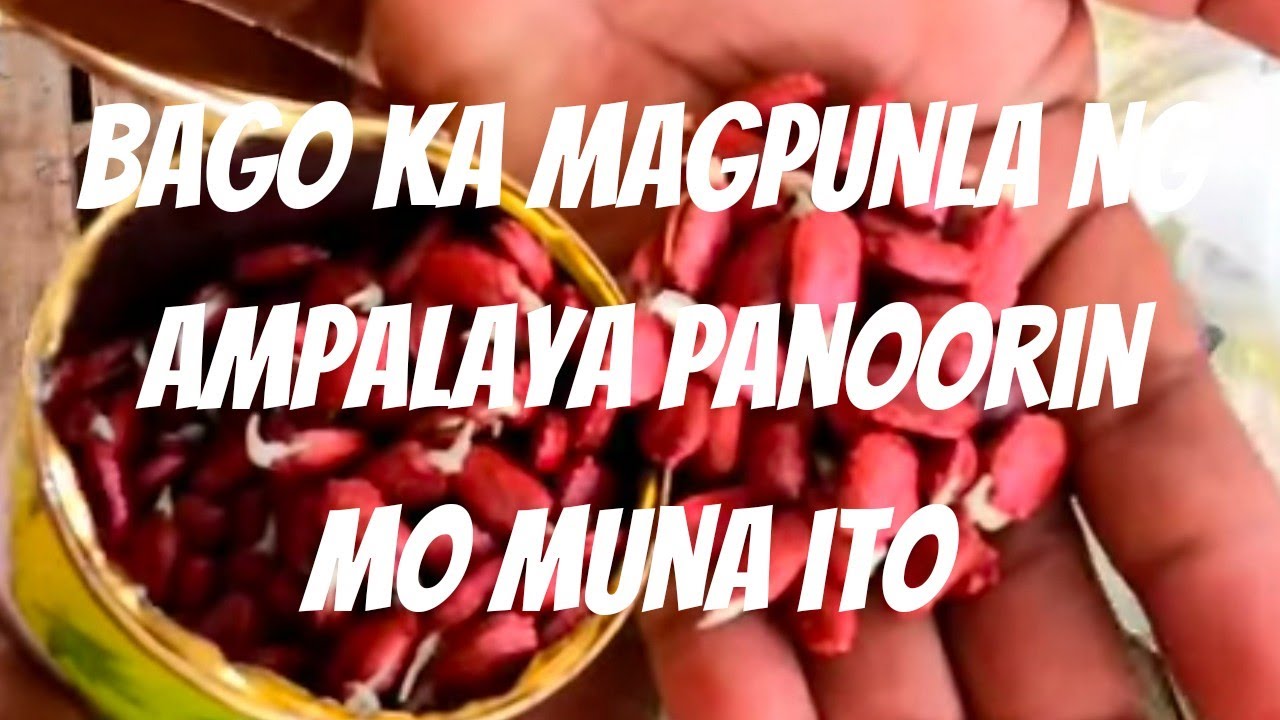 PAANO MAGPATUBO NG BUTO NG AMPALAYA PINAKAMAKADALI AT PINAMABILIS WALANG BALOT BALOT SA TELA!
