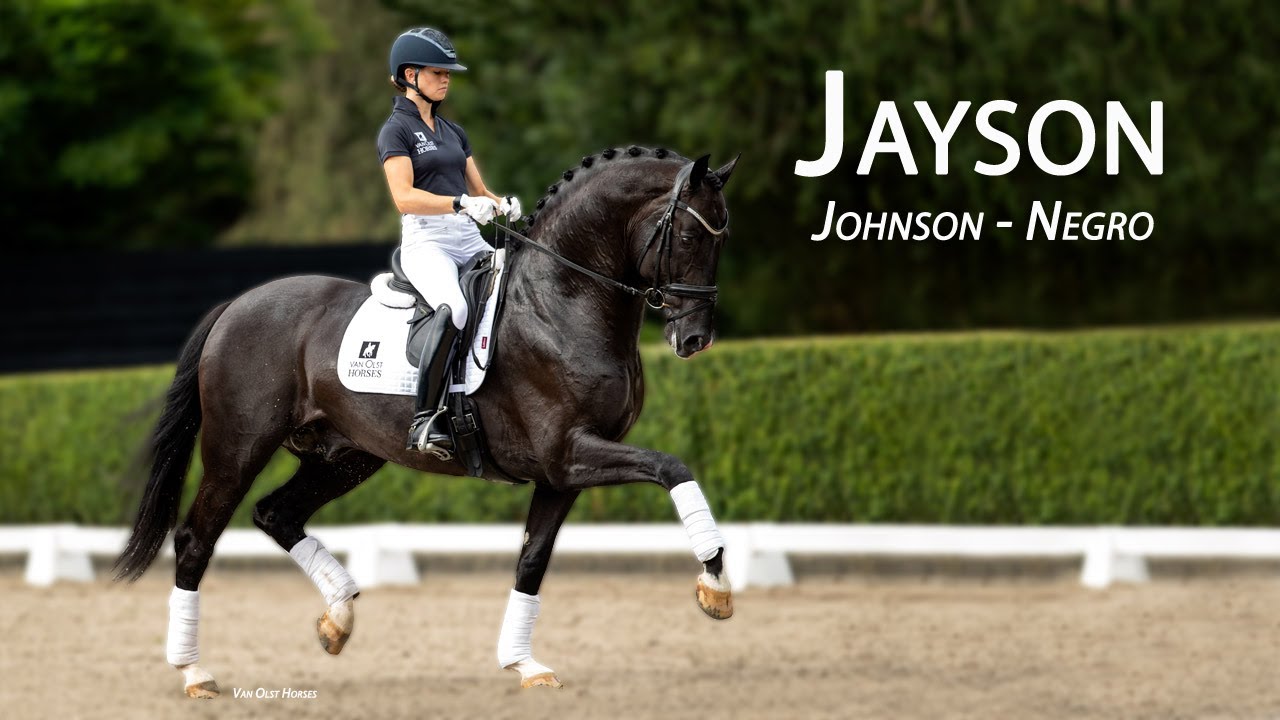 Jayson (Johnson - Negro) Dutch Warmblood Stallion