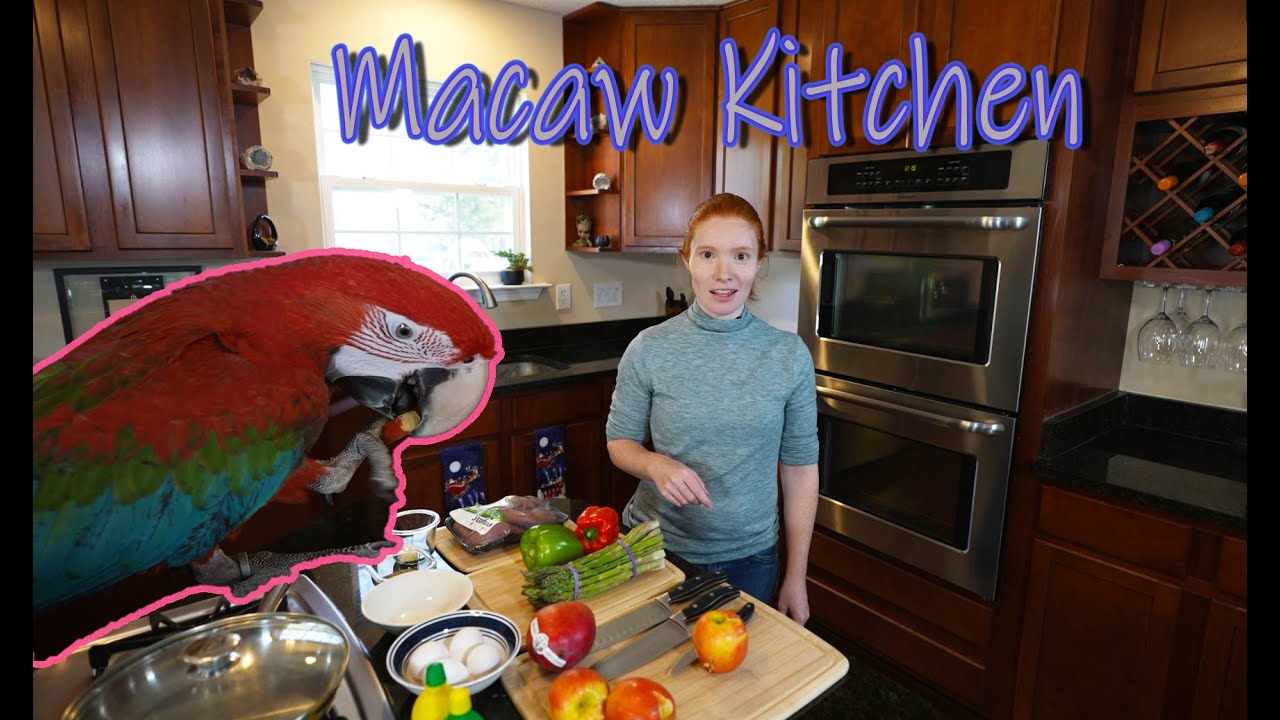 Our Humans - Macaw Kitchen | Making Breakfast For Your Macaw