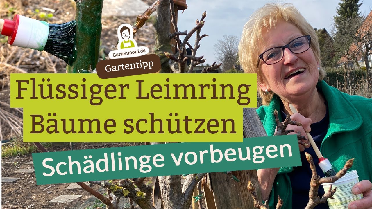 Schädlingsbefall vorbeugen mit Raupenleim: Leimring zum Schutz der Obstbäume und Beerensträucher