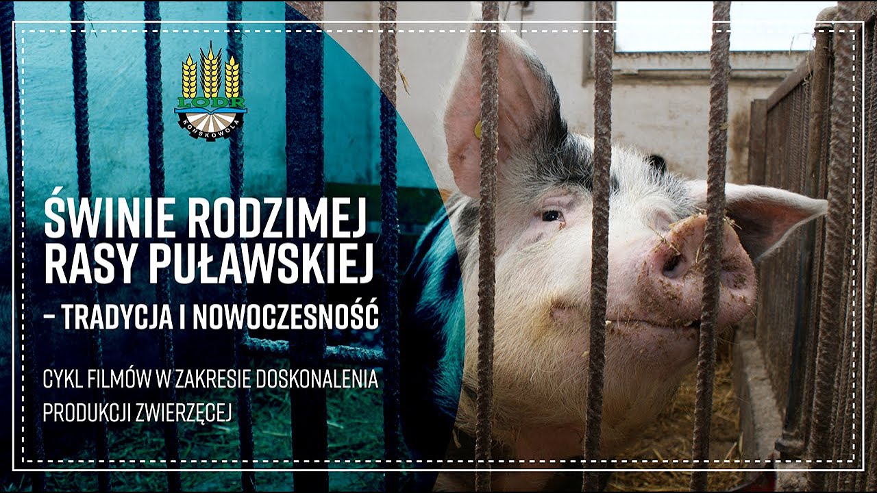 Świnie rodzimej rasy puławskiej-tradycja i nowoczesność. 
