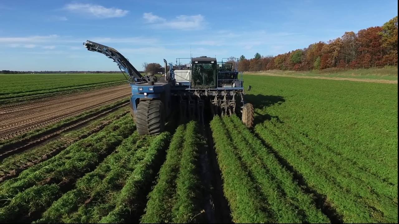 Carrot Harvest 2016