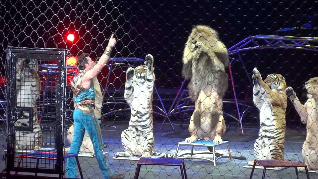 Lions - Ringling Brothers Circus Cub Scouts May 2014