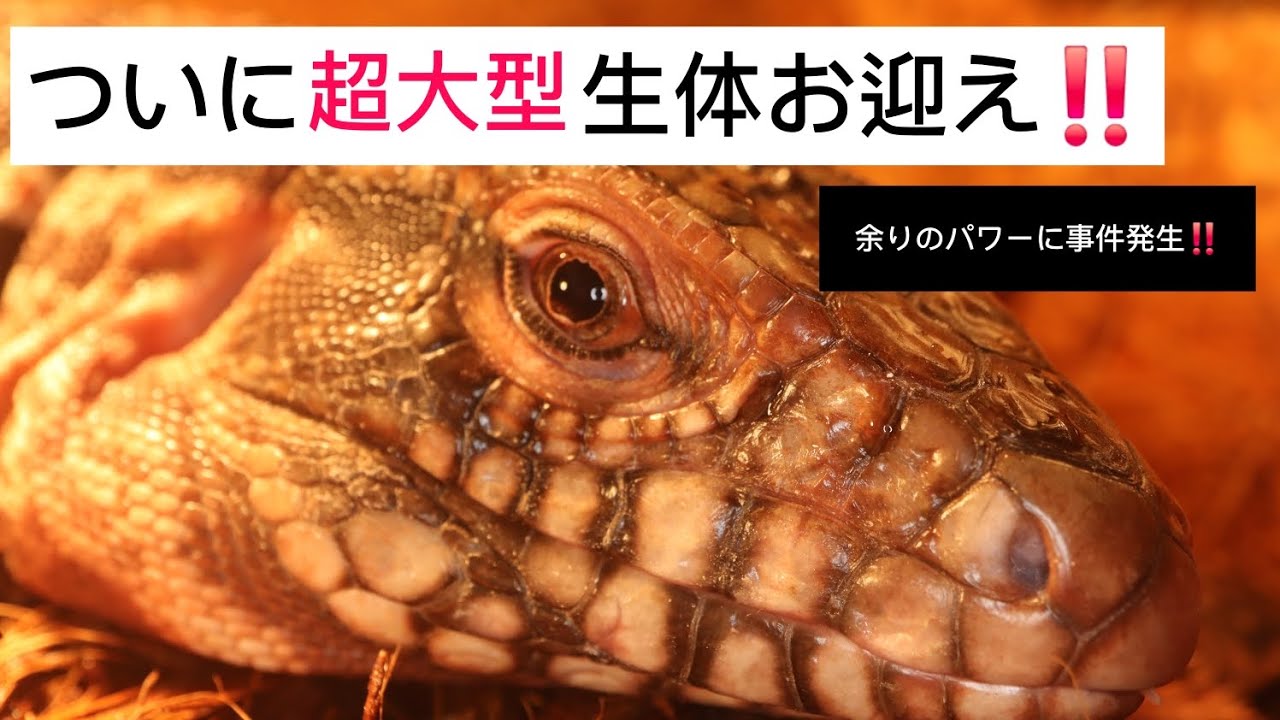2026年1本目！憧れ生体！！レッドテグーお迎えしました！