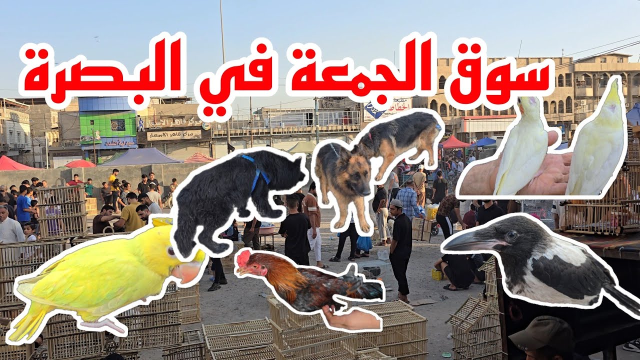 سوق الجمعة في البصرة Friday market in Basra مع تحيات اخوكم#أحمد_مهدي