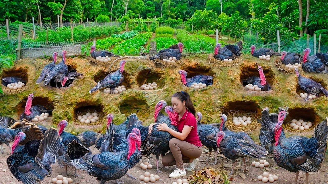 Harvesting Thousands Giant Turkeys & Go to Market Sell | How to Trap Chickens Smart Unique
