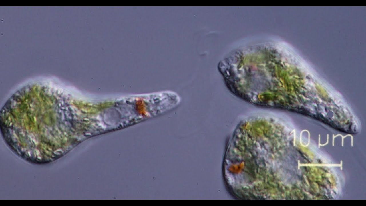Experiments with Euglena gracilis.