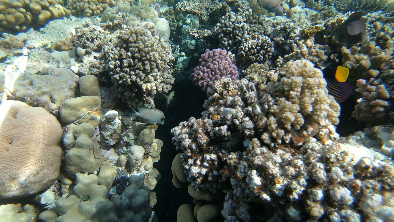 Redsea underwater 4K VIDEO (ULTRA HD) Beautiful coral reefs🐠 Relaxing meditation music