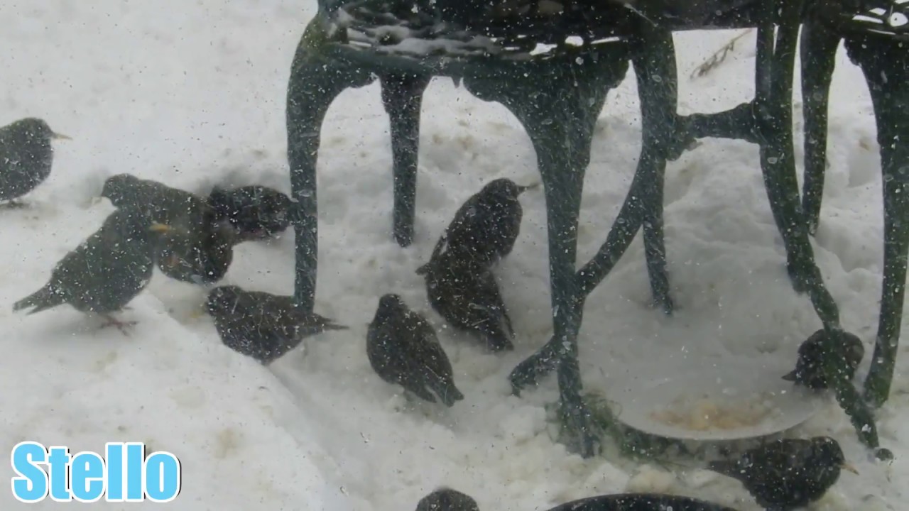 Beast from the East - snow in Drumree