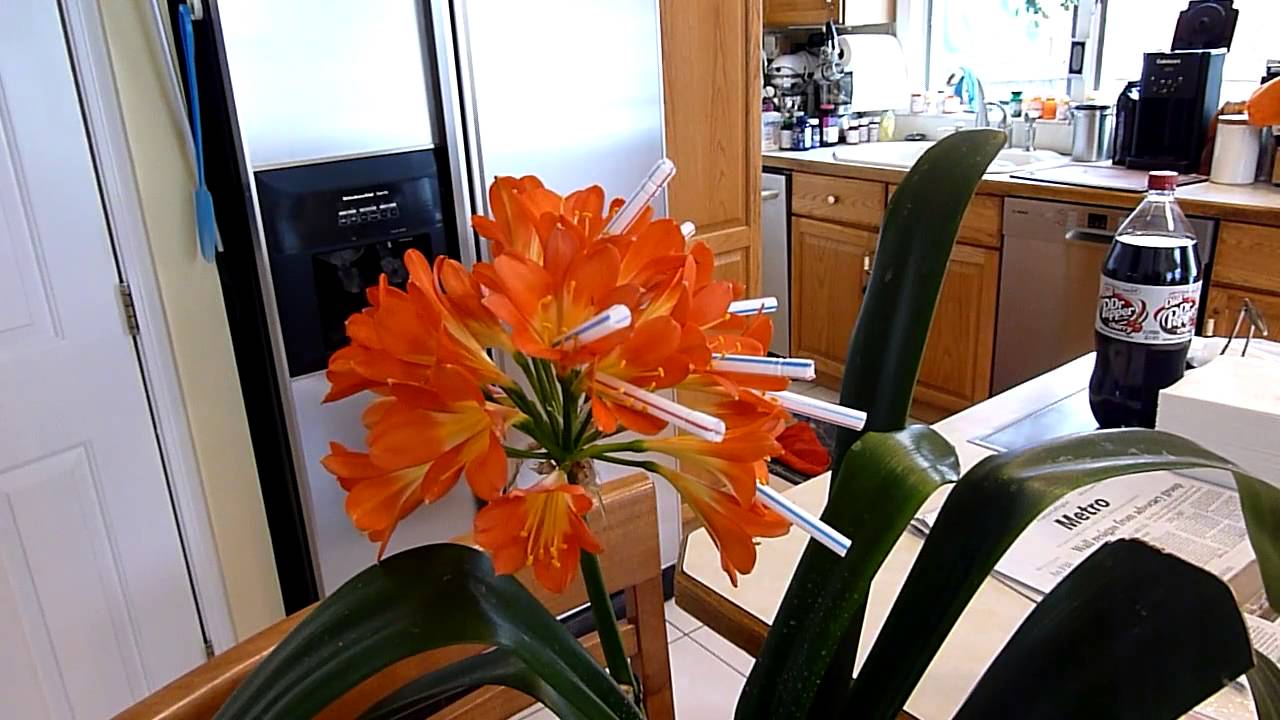 Removing Flower Pollen by Clivia USA