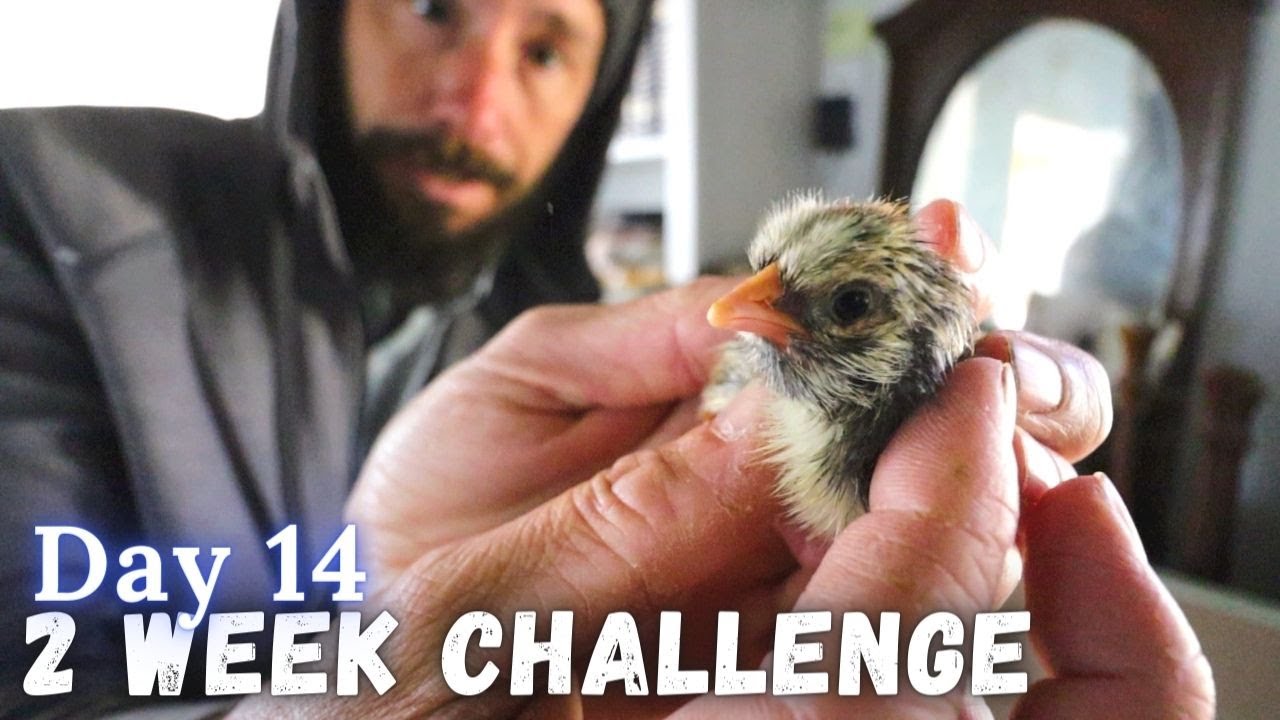 New Life Comes to the Homestead on Day 14 of our 2 Week Challenge