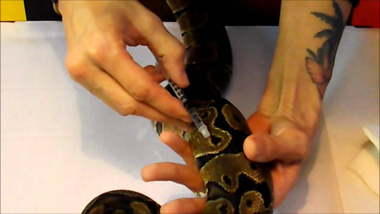 How to give a ball python an injection of Baytril