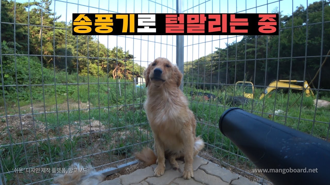 양봉보다 힘든 대형견 2+1마리 목욕시키기