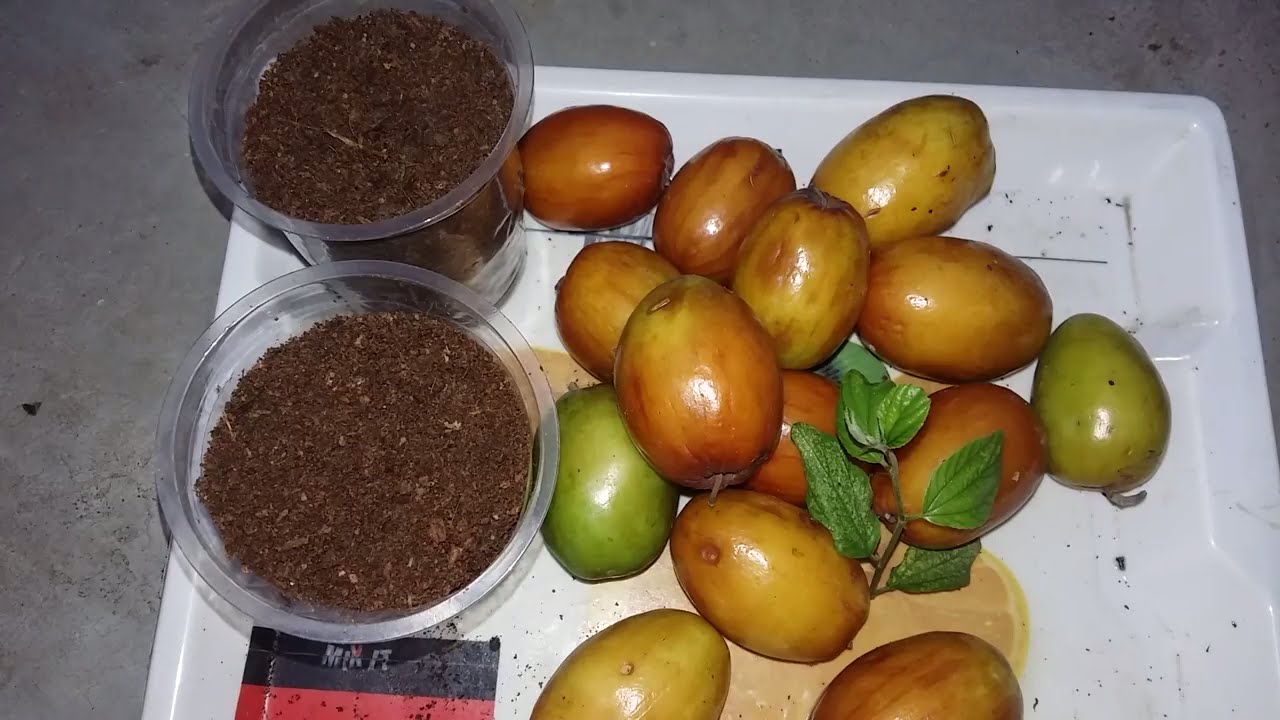 Ber fruits benefit  || apple bor grow from seeds|| बेर कैसे उगाये Home/Garden