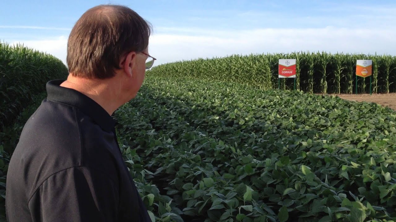 Dr. Thomas Hayden of Cheminova at the 2013 Hefty Field Day