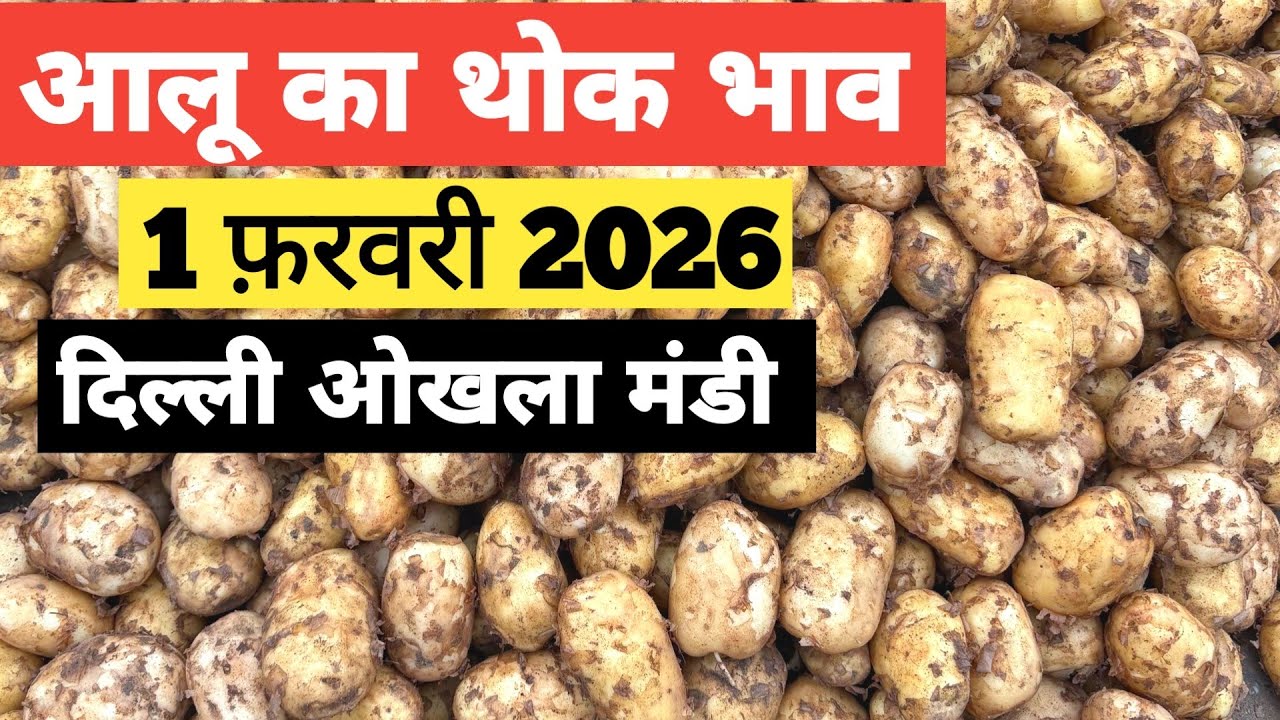 1 February 2026🥔आलू का भाव दिल्ली ओखला मंडी | toady potato rates #aalu #aalubhav #potato #delhimandi